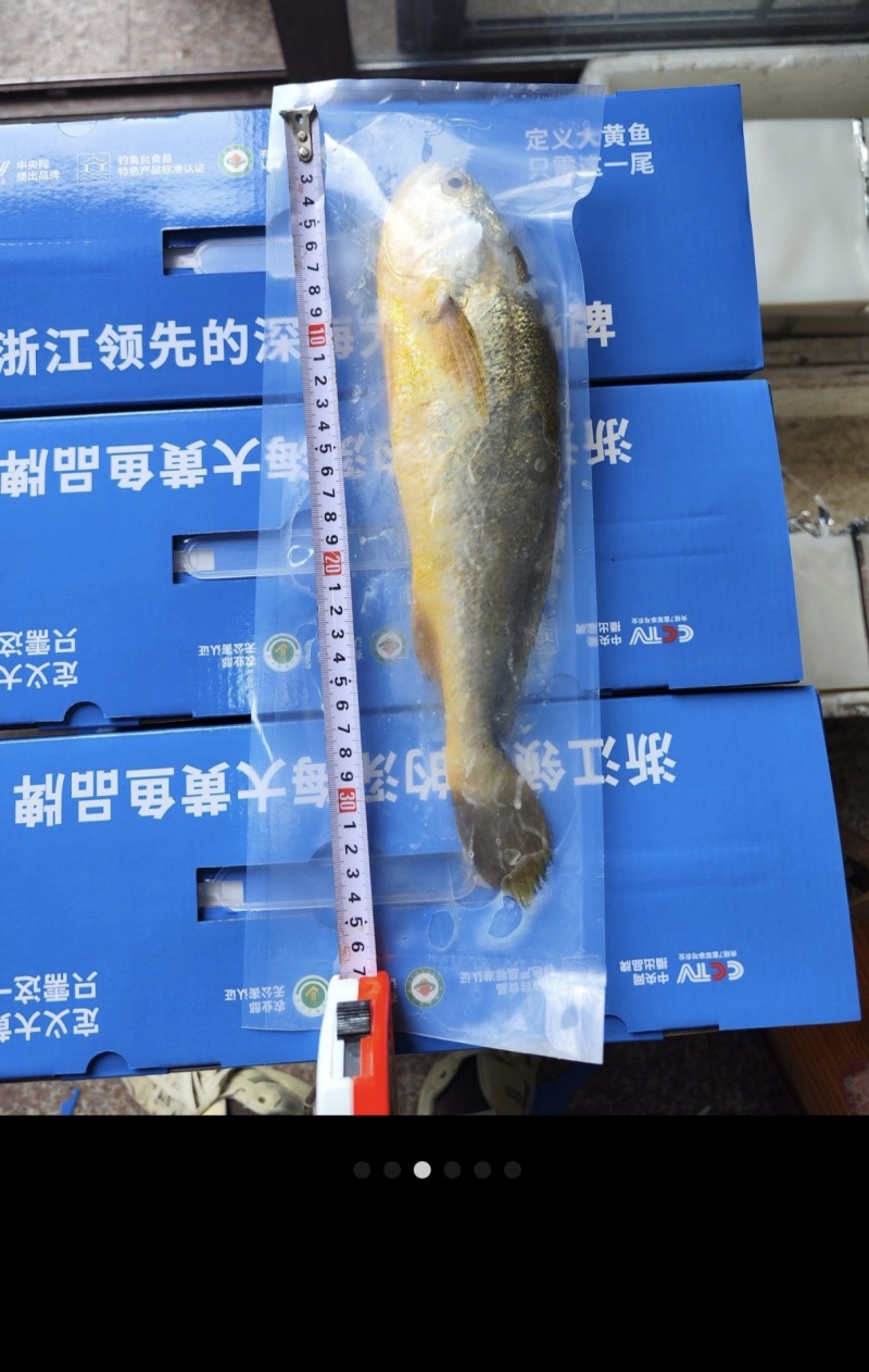 北麓岛大黄鱼，远离海岸线50公路，接近野生