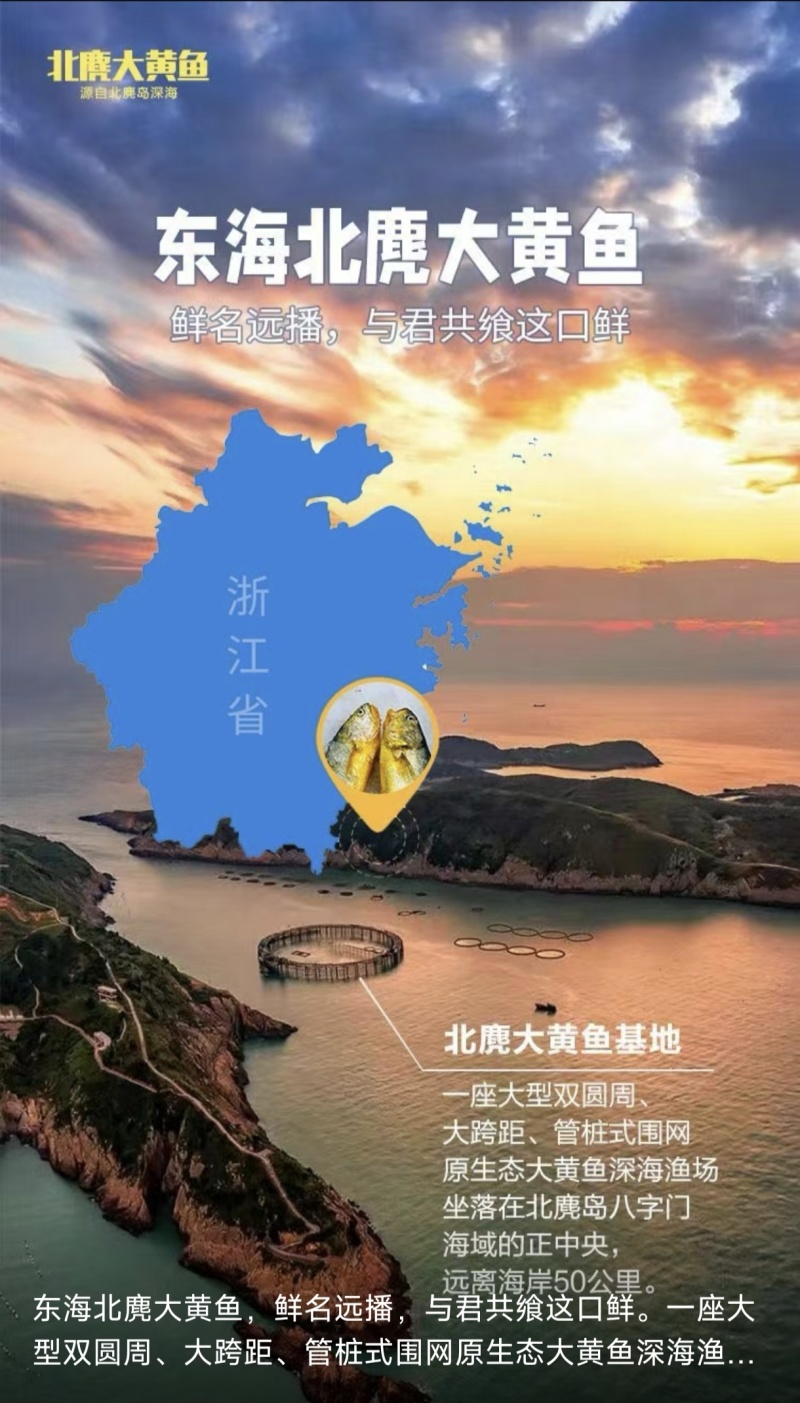 北麓岛大黄鱼，远离海岸线50公路，接近野生