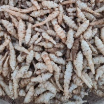 螺丝菜