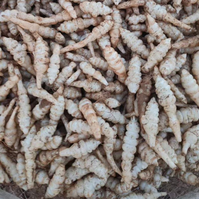 螺丝菜
