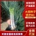 铁杆80大葱种子，抗倒扶耐严寒，抗病性易种植