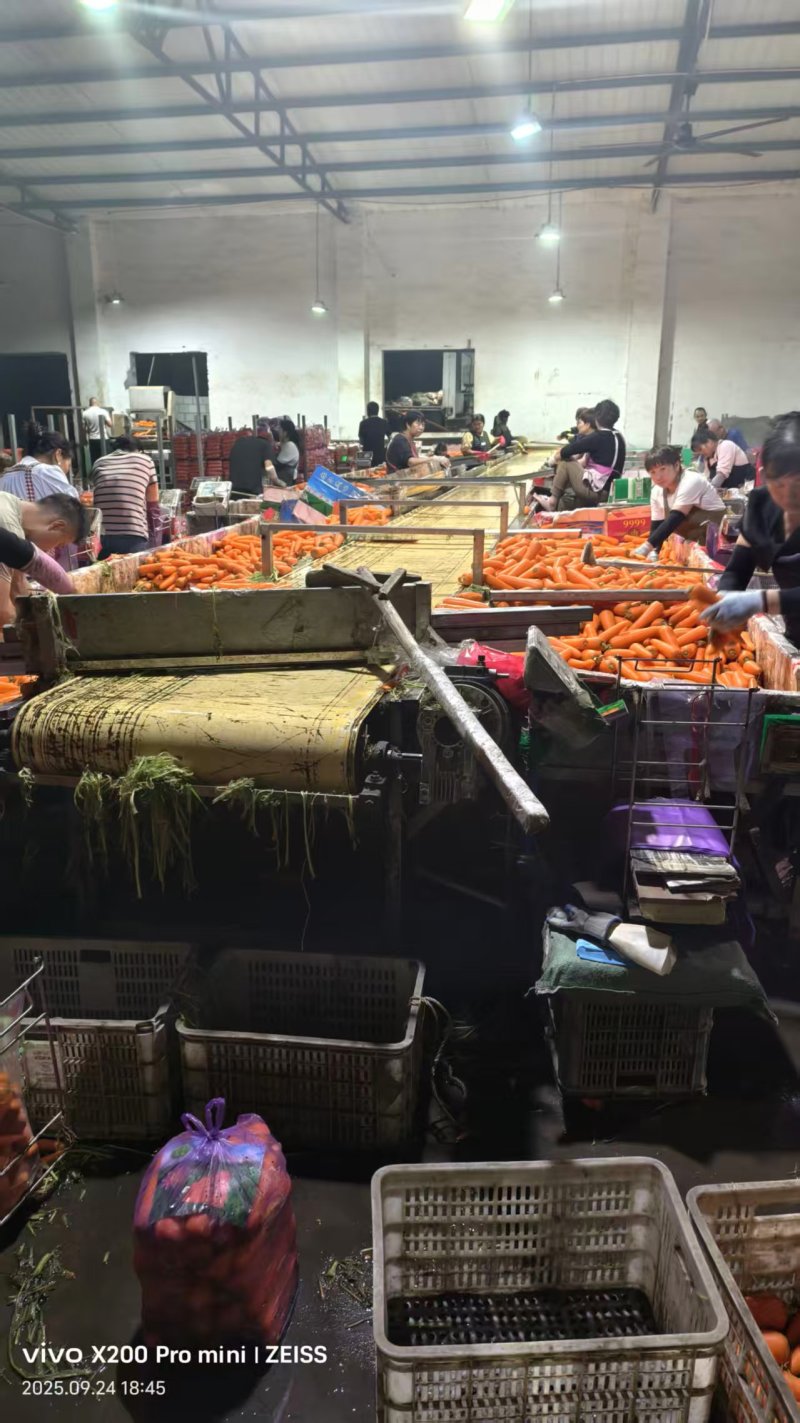 胡萝卜有冷库可视频看货欢迎联系诚信经营
