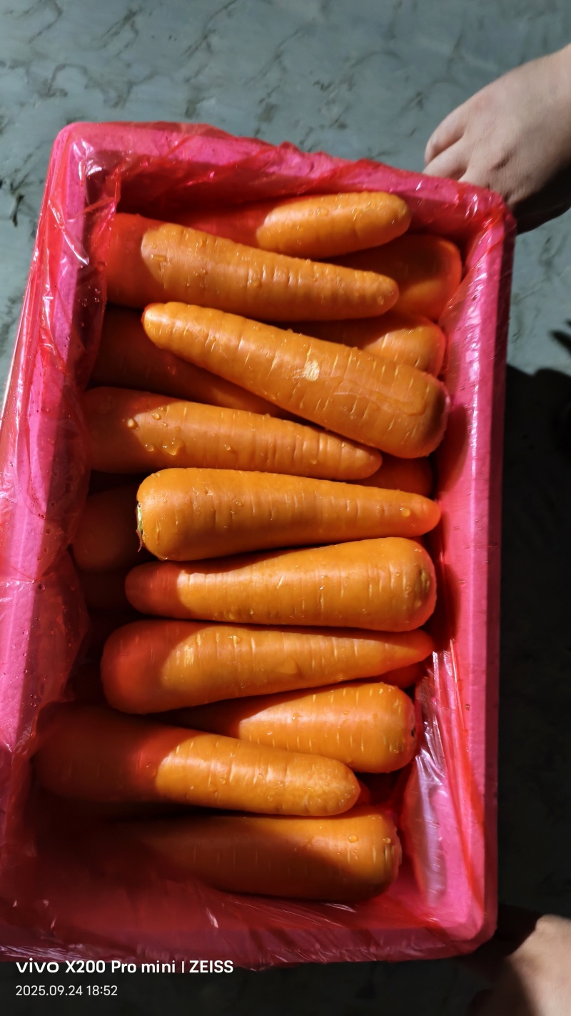 胡萝卜有冷库可视频看货欢迎联系诚信经营