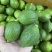 广东香水柠檬