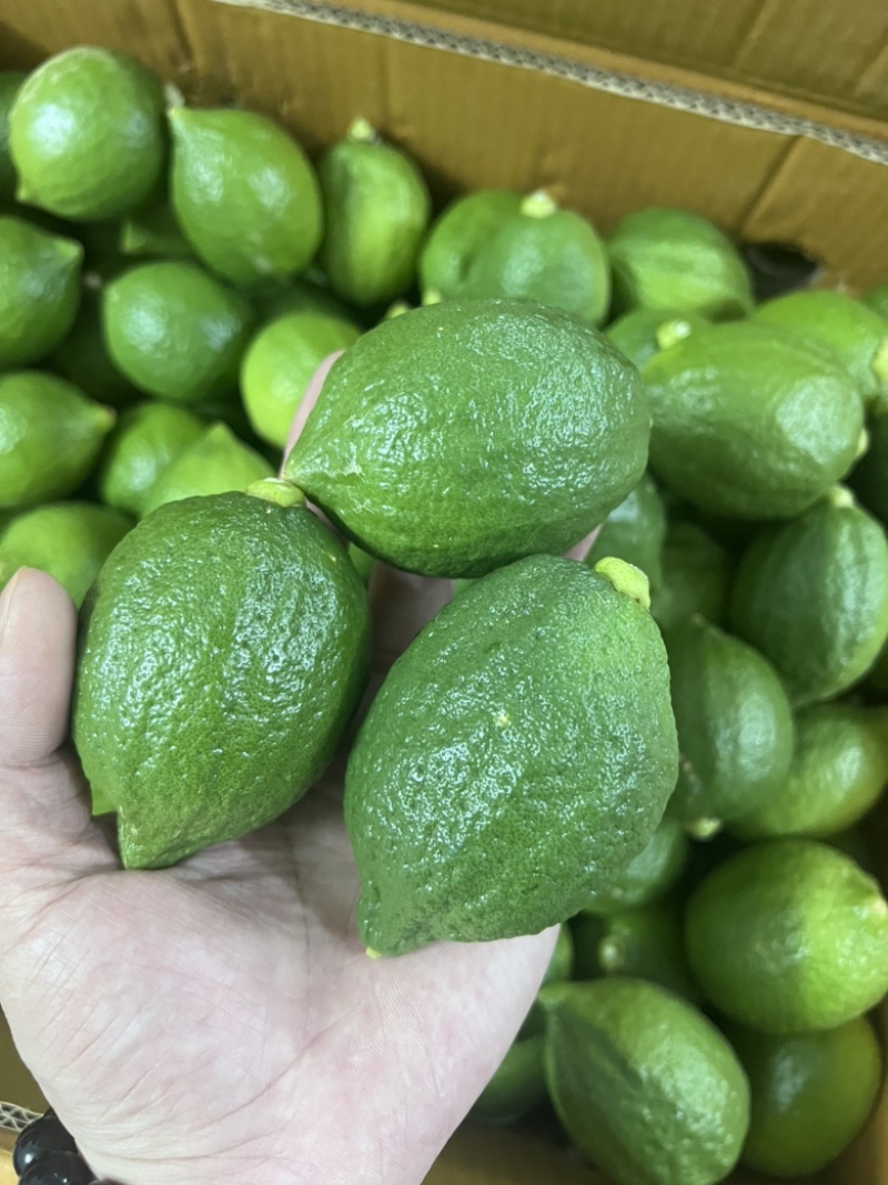 广东香水柠檬