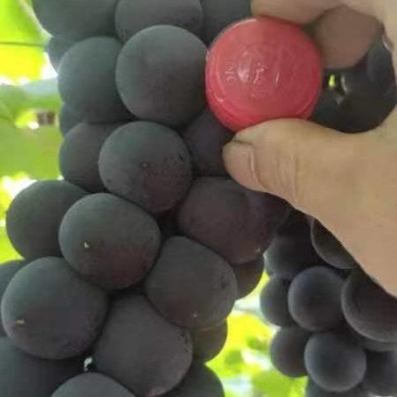 巨峰葡萄