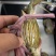 青蟹黄油苗甲指大