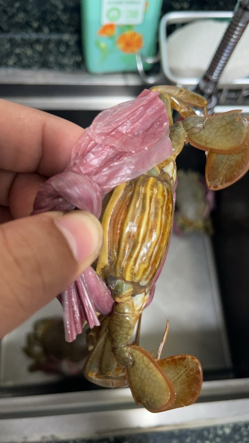 青蟹黄油苗甲指大