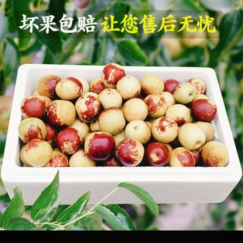 山东沾化大冬枣供应电商一件代发支持看货