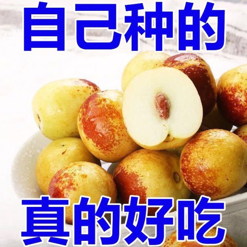 山东沾化大冬枣供应电商一件代发支持看货