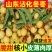 山东沾化大冬枣供应电商一件代发支持看货