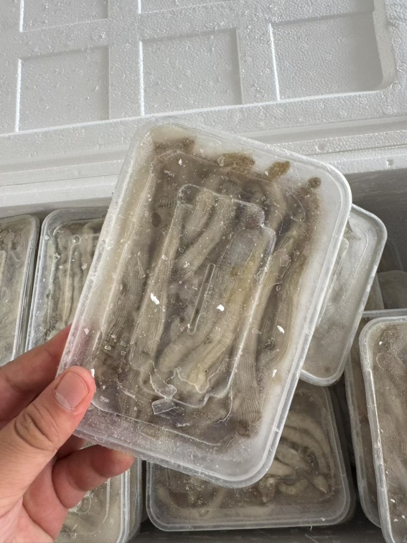 沙虫，冻板沙虫，托盘沙虫，去脏沙虫，沙虫干
