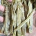 沙虫，冻板沙虫，托盘沙虫，去脏沙虫，沙虫干