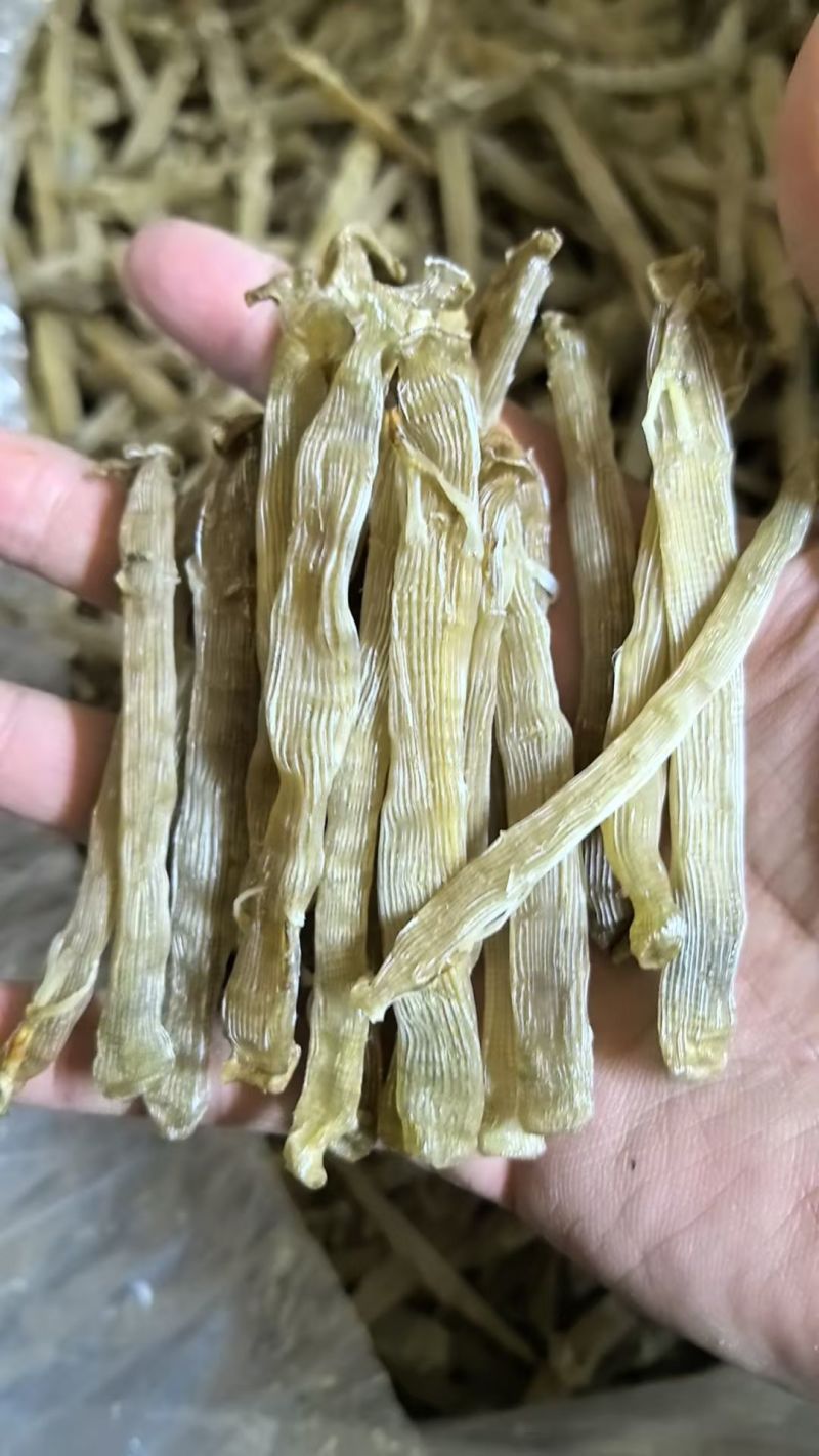 沙虫，冻板沙虫，托盘沙虫，去脏沙虫，沙虫干