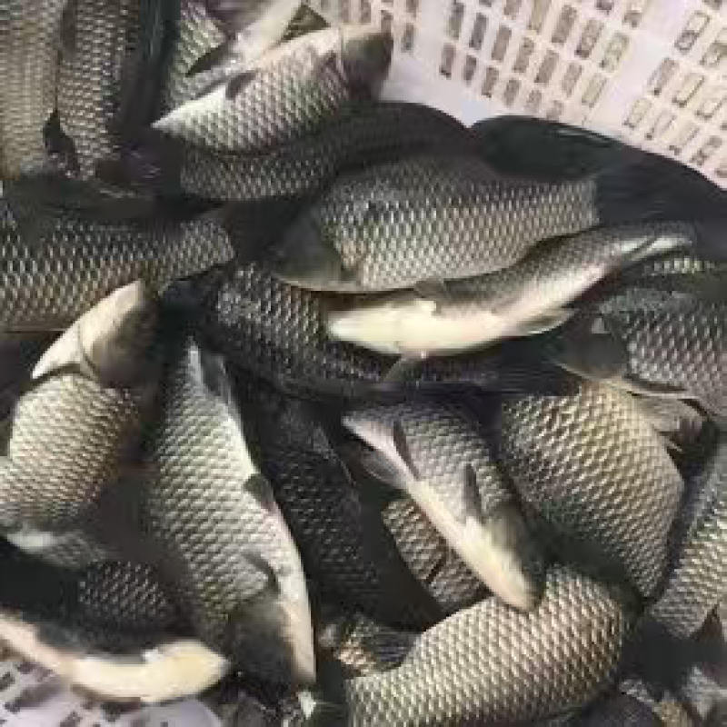 中科三长期大量供应中对接各大钓场用鱼规格好皮毛好欢迎来电