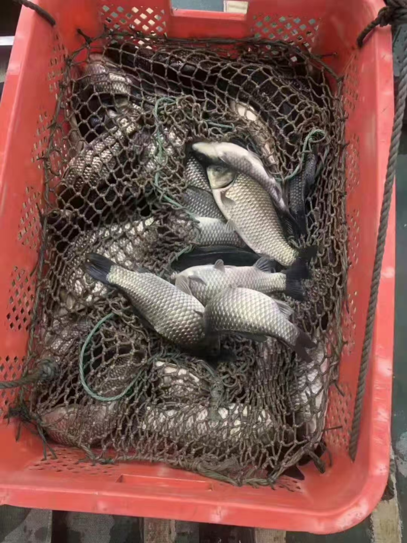 中科三长期大量供应中对接各大钓场用鱼规格好皮毛好欢迎来电