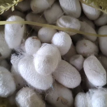 桑蚕茧