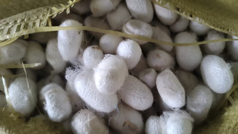 桑蚕茧