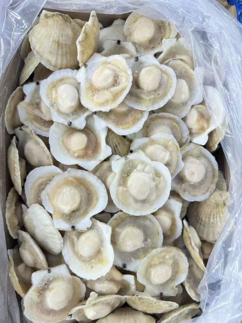 半壳夏夷贝，夏夷贝半壳，半壳贝，半壳扇贝，