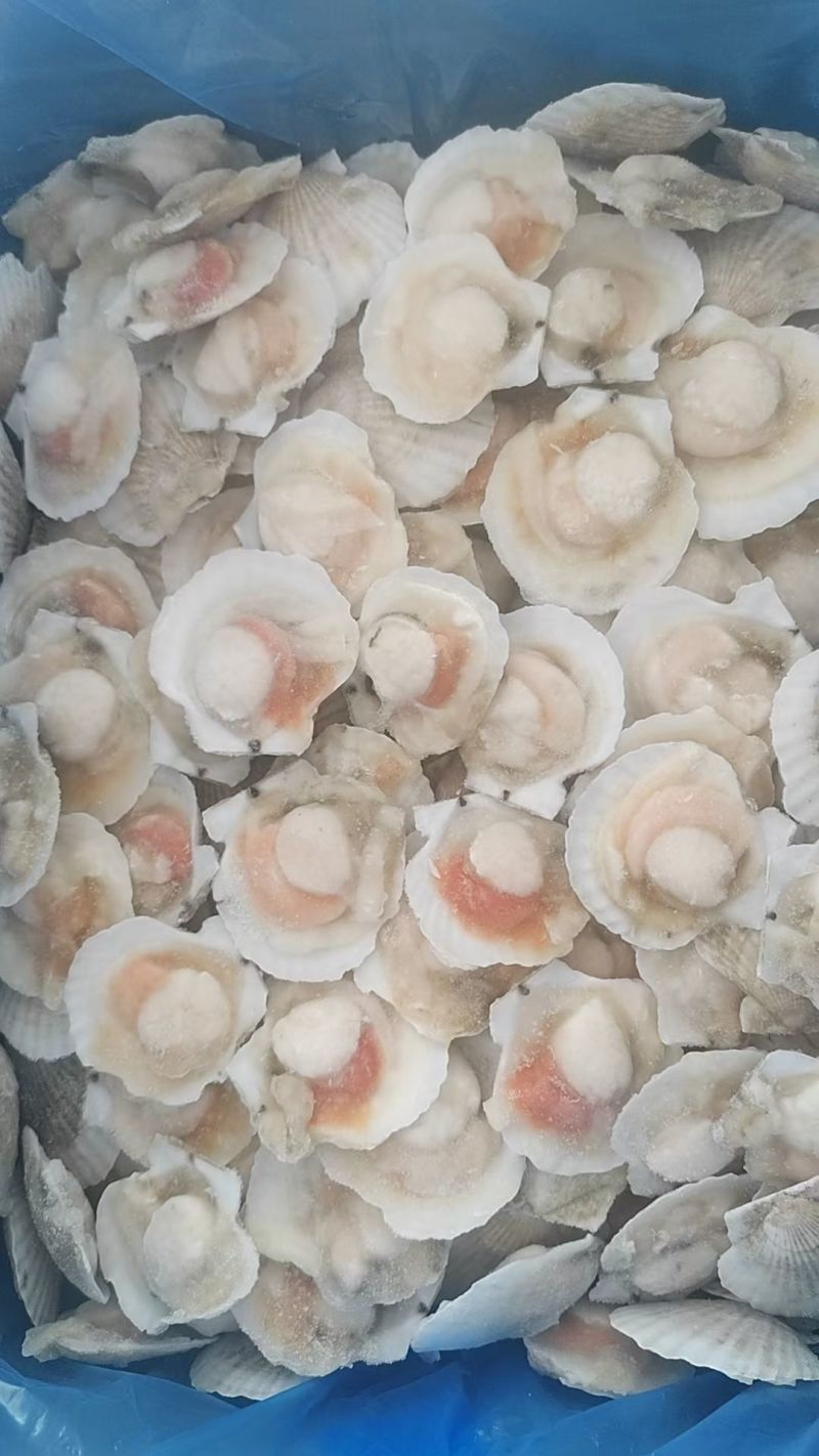 半壳夏夷贝，夏夷贝半壳，半壳贝，半壳扇贝，