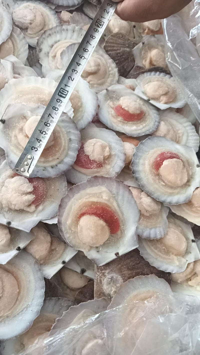 半壳夏夷贝，夏夷贝半壳，半壳贝，半壳扇贝，