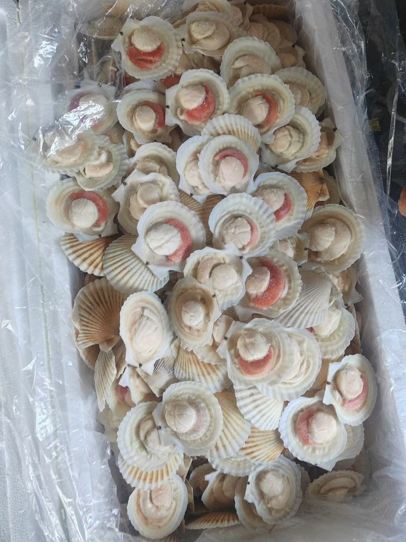 半壳夏夷贝，夏夷贝半壳，半壳贝，半壳扇贝，