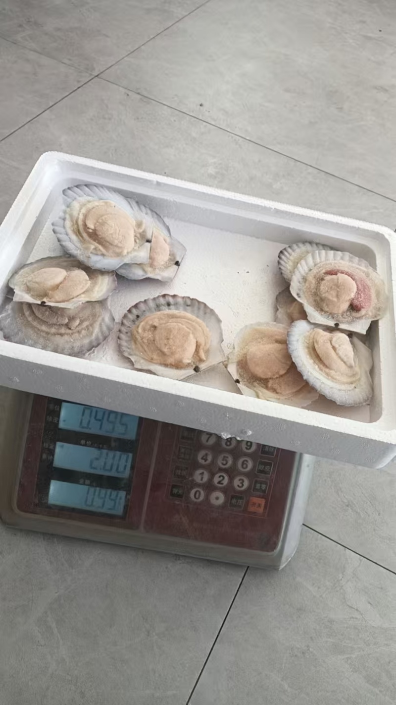 半壳夏夷贝，夏夷贝半壳，半壳贝，半壳扇贝，