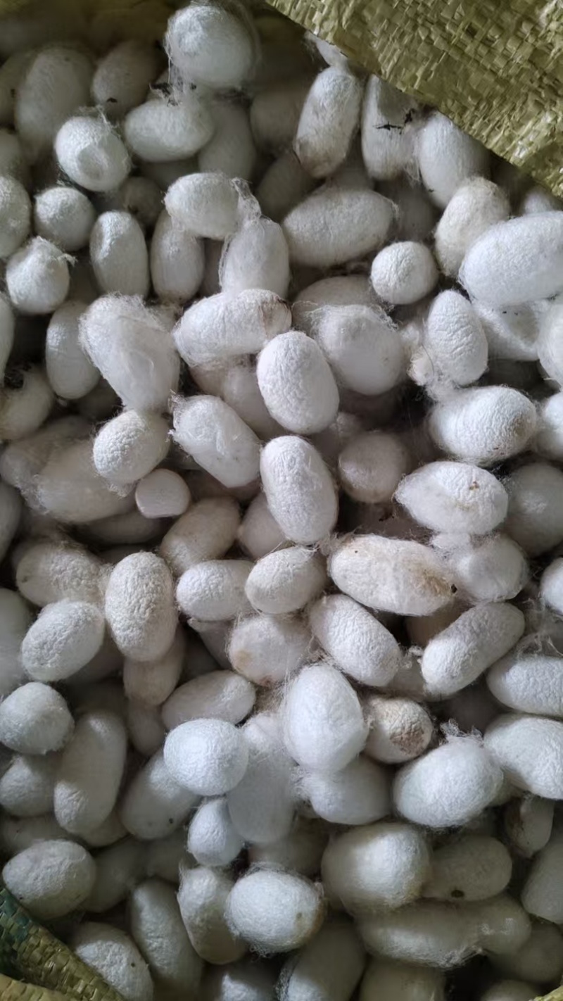 桑蚕茧