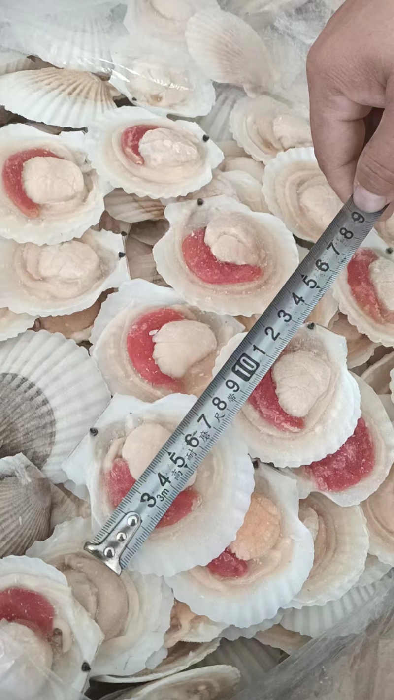 半壳夏夷贝，夏夷贝半壳，半壳贝，半壳扇贝，