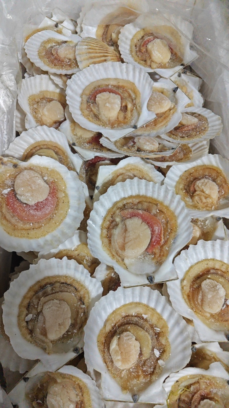 半壳夏夷贝，夏夷贝半壳，半壳贝，半壳扇贝，