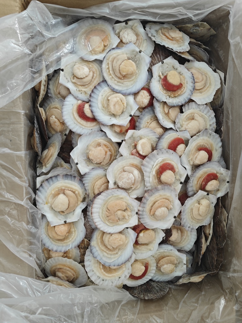 半壳夏夷贝，夏夷贝半壳，半壳贝，半壳扇贝，