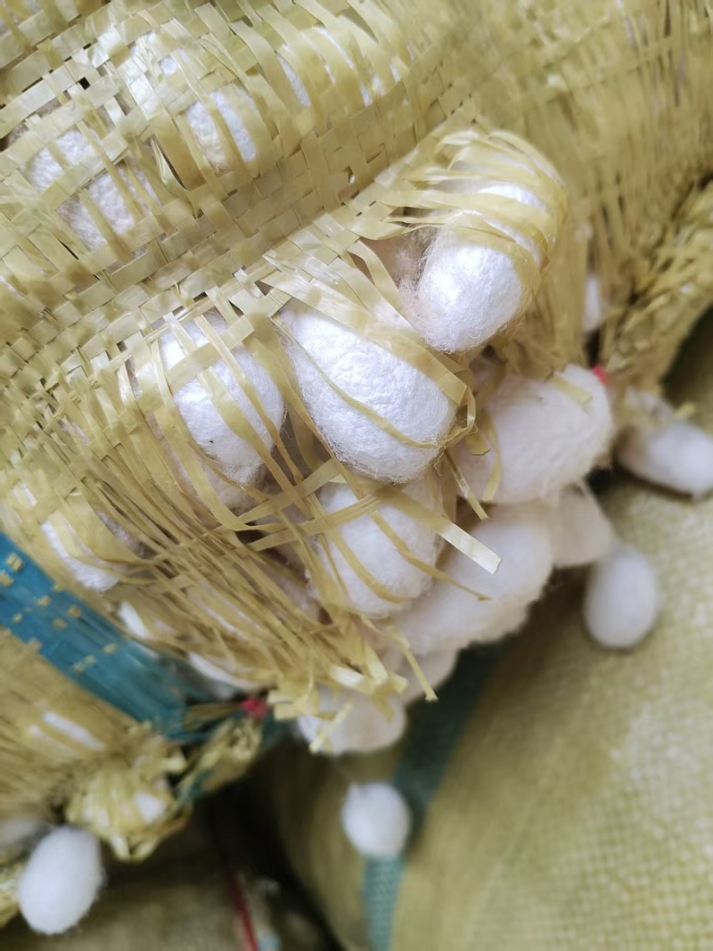 桑蚕茧