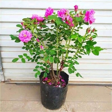 食用玫瑰花苗平阴玫瑰大马士革盆栽室内阳台庭院四季观花浓香