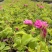 食用玫瑰花苗平阴玫瑰大马士革盆栽室内阳台庭院四季观花浓香