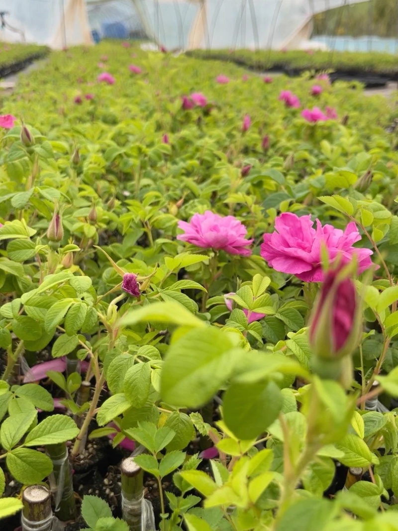 食用玫瑰花苗平阴玫瑰大马士革盆栽室内阳台庭院四季观花浓香