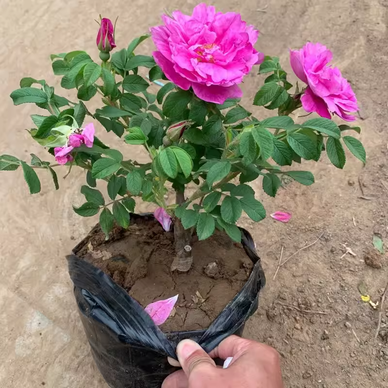 食用玫瑰花苗平阴玫瑰大马士革盆栽室内阳台庭院四季观花浓香