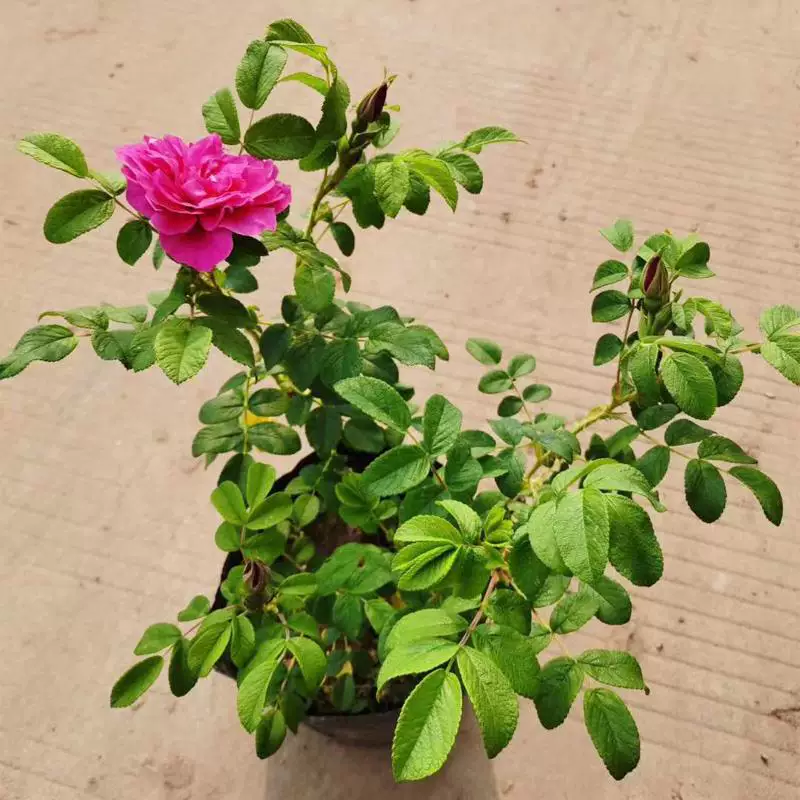 食用玫瑰花苗平阴玫瑰大马士革盆栽室内阳台庭院四季观花浓香