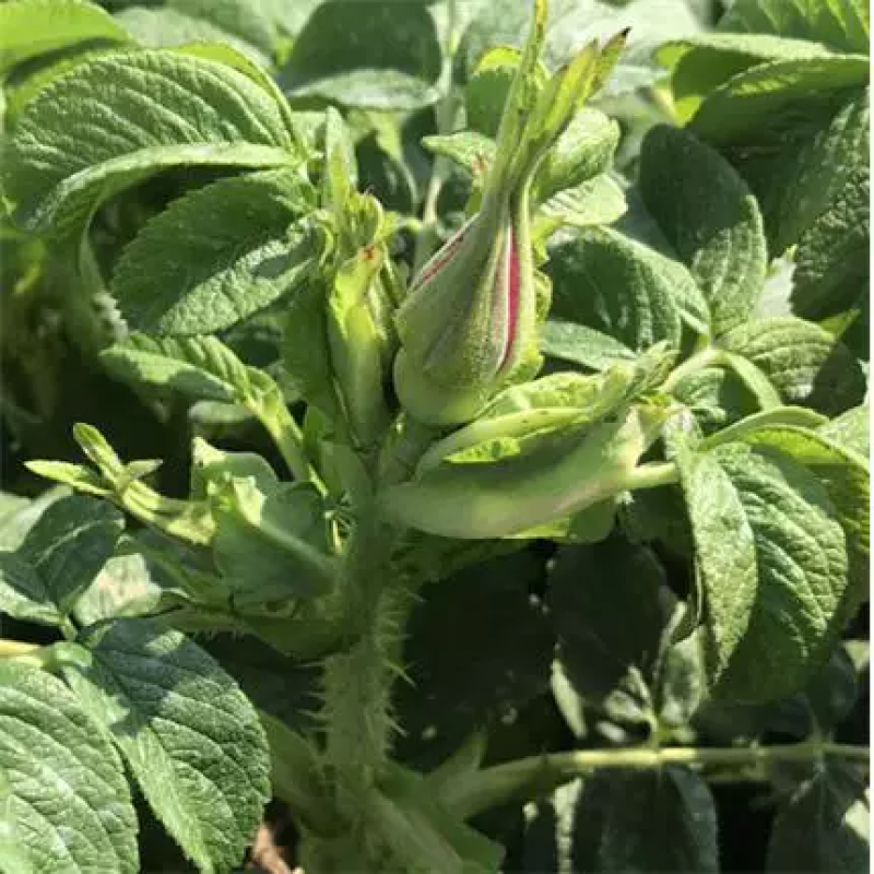 食用玫瑰花苗平阴玫瑰大马士革盆栽室内阳台庭院四季观花浓香