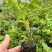 食用玫瑰花苗平阴玫瑰大马士革盆栽室内阳台庭院四季观花浓香
