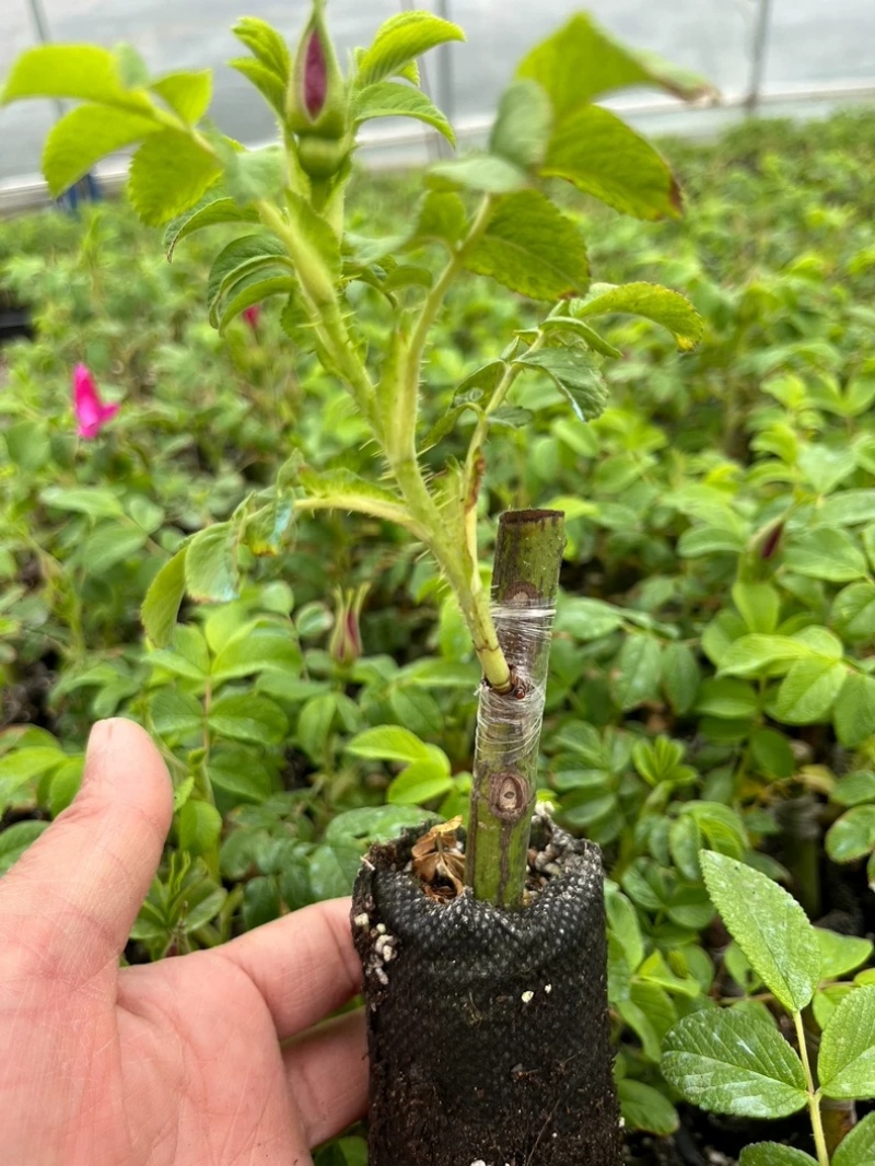 食用玫瑰花苗平阴玫瑰大马士革盆栽室内阳台庭院四季观花浓香