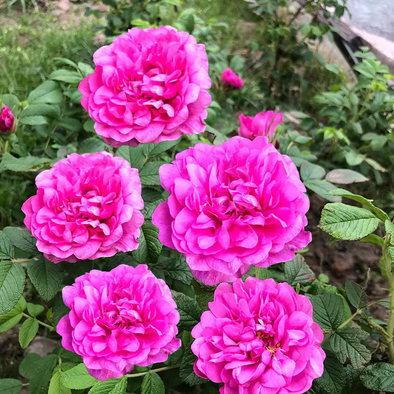 食用玫瑰花苗平阴玫瑰大马士革盆栽室内阳台庭院四季观花浓香