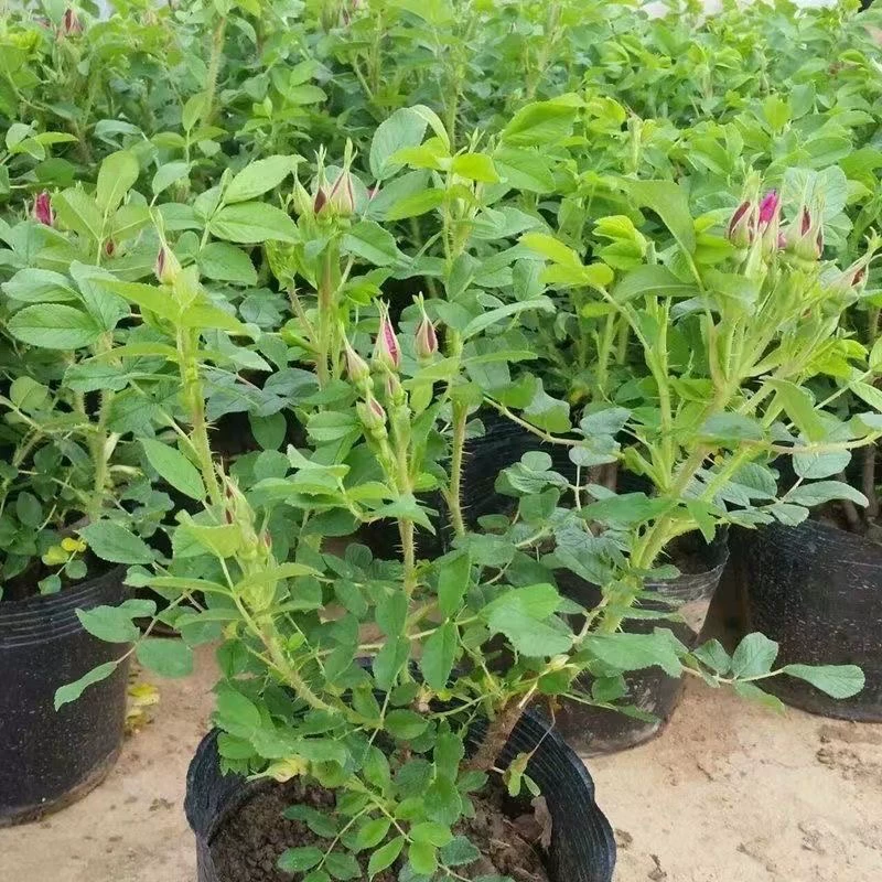 食用玫瑰花苗平阴玫瑰大马士革盆栽室内阳台庭院四季观花浓香
