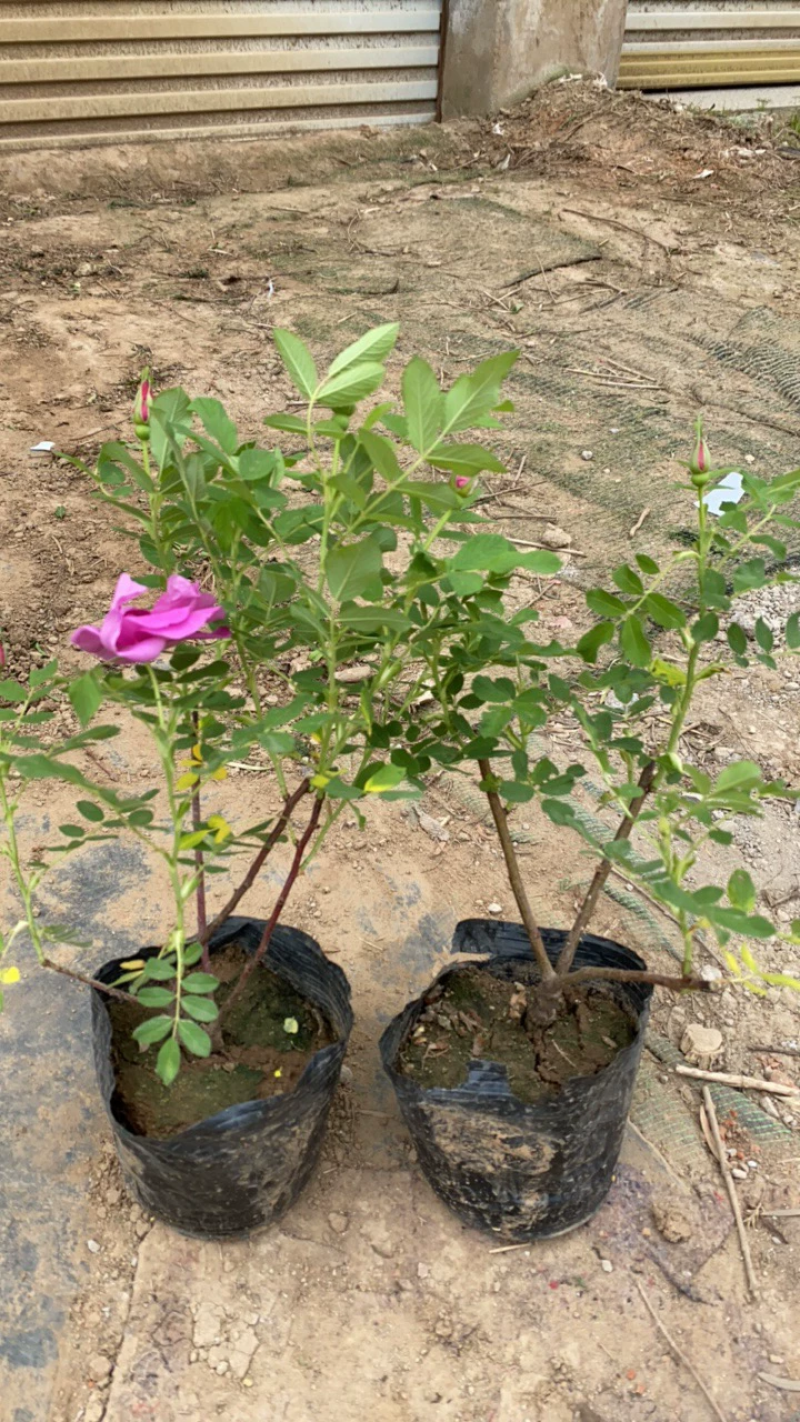 食用玫瑰花苗平阴玫瑰大马士革盆栽室内阳台庭院四季观花浓香