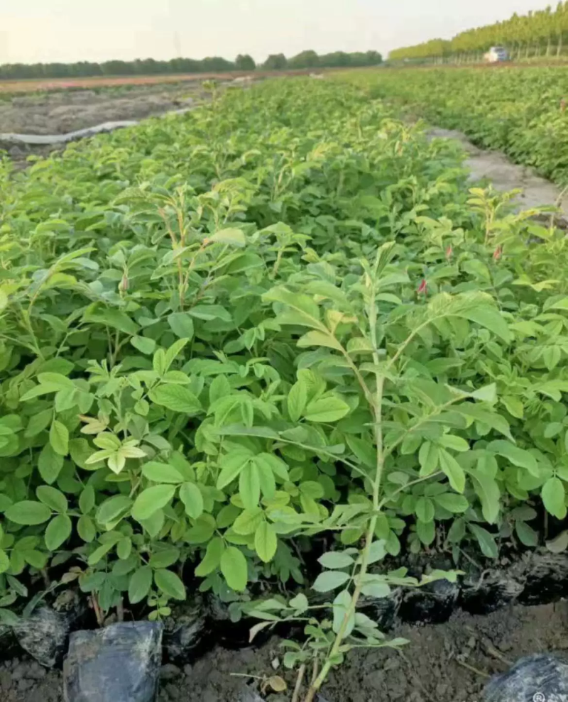 食用玫瑰花苗平阴玫瑰大马士革盆栽室内阳台庭院四季观花浓香