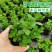 薄荷盆栽苗可食用留兰香柠檬薄荷四季播种室内阳台盆栽花种