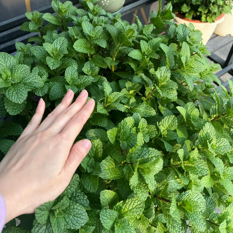 薄荷盆栽苗可食用留兰香柠檬薄荷四季播种室内阳台盆栽花种