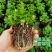 薄荷盆栽苗可食用留兰香柠檬薄荷四季播种室内阳台盆栽花种