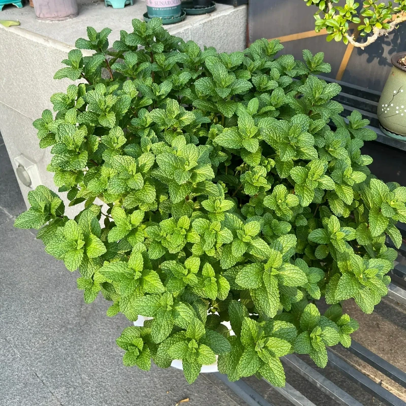薄荷盆栽苗可食用留兰香柠檬薄荷四季播种室内阳台盆栽花种
