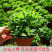 薄荷盆栽苗可食用留兰香柠檬薄荷四季播种室内阳台盆栽花种