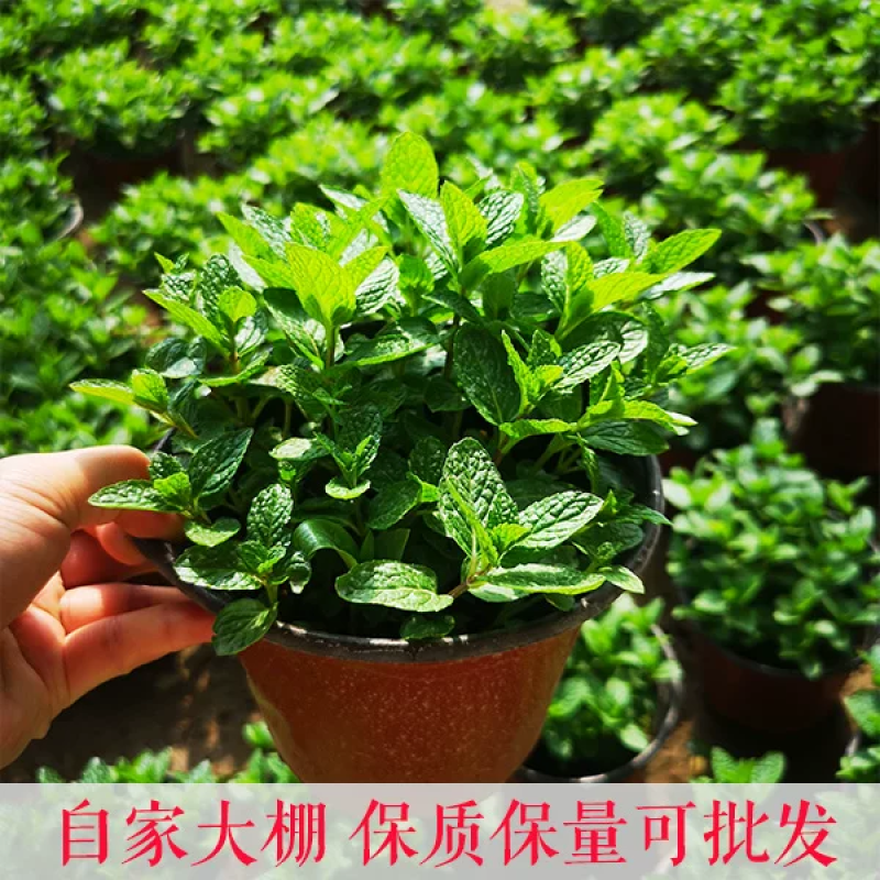 薄荷盆栽苗可食用留兰香柠檬薄荷四季播种室内阳台盆栽花种